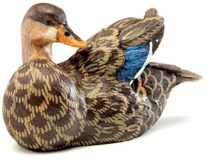 Mallard Duck with Opened Wings
