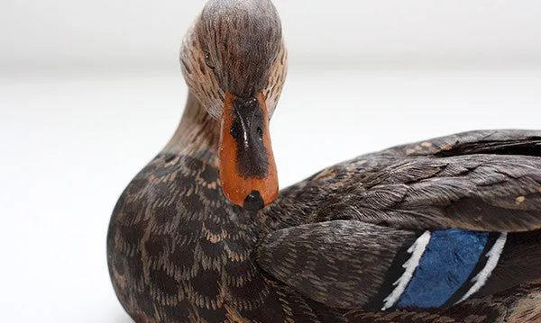 Mallard with Tilted Head