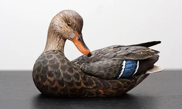 Mallard with Tilted Head