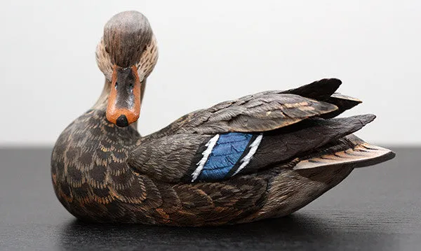 Mallard with Tilted Head