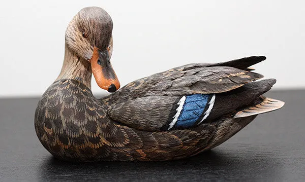Mallard with Tilted Head