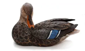Mallard with Tilted Head