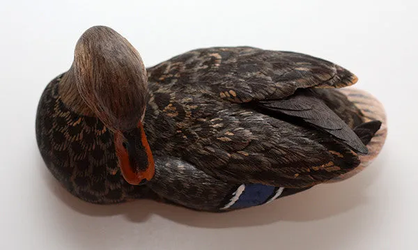 Mallard with Tilted Head