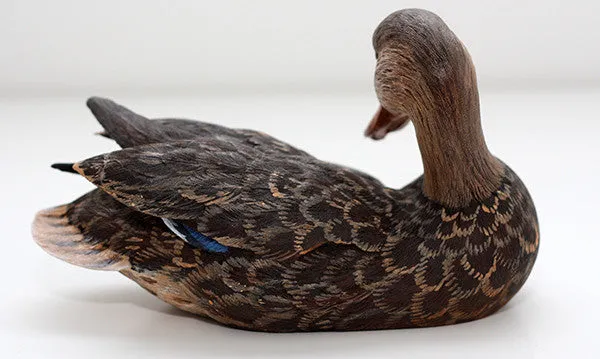 Mallard with Tilted Head