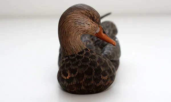 Mallard with Tilted Head