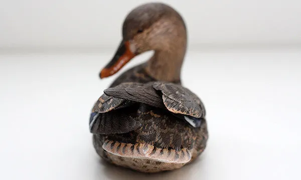 Mallard with Tilted Head