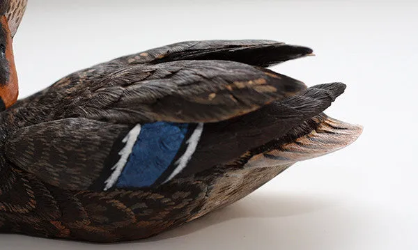 Mallard with Tilted Head