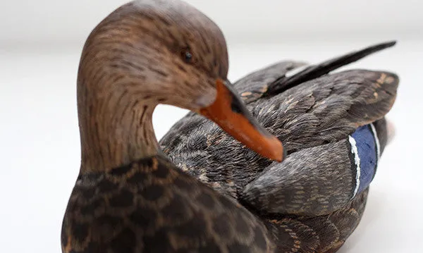 Mallard with Tilted Head